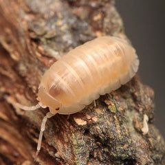 Armadillidium nasatum “White/Gold Jellybeans”