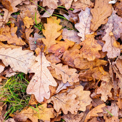Oak Leaves - 1 Gallon Bag