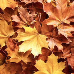 Maple Leaves - 1 Gallon Bag