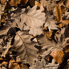 Oak Leaves - 1 Gallon Bag