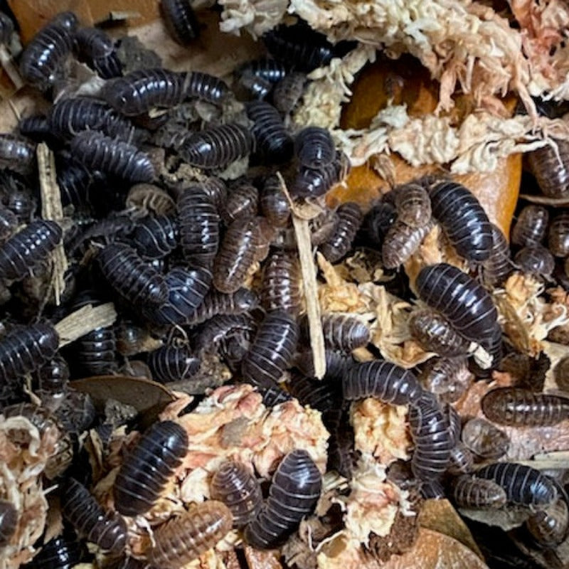 Armadillidium Vulgare Hidden Lake