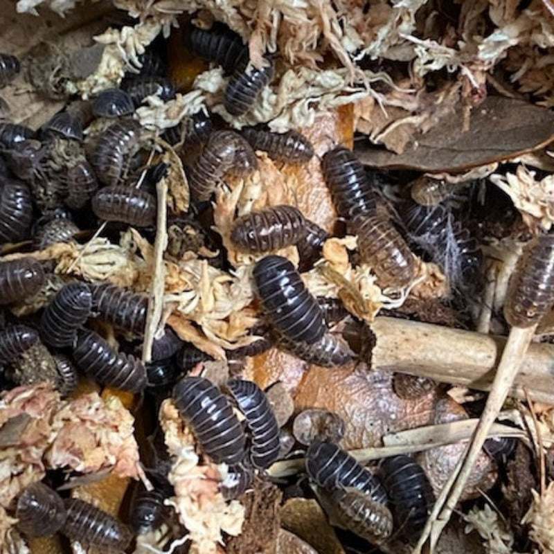 Armadillidium Vulgare Hidden Lake