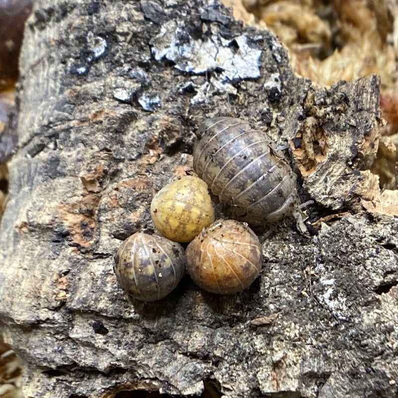 Helleria Brevecornis