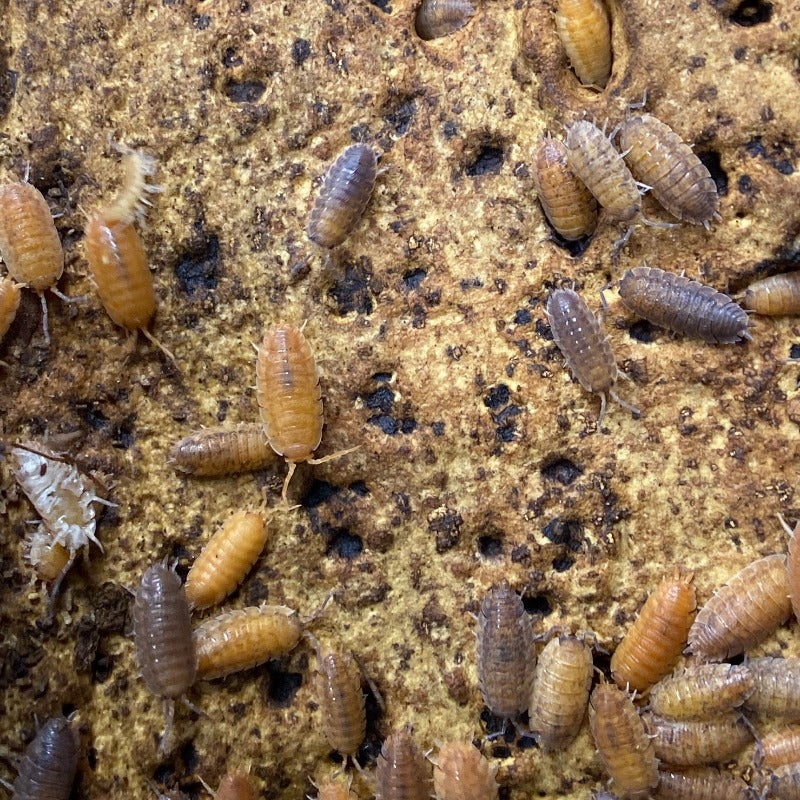 Porcellio Scaber Lemonade