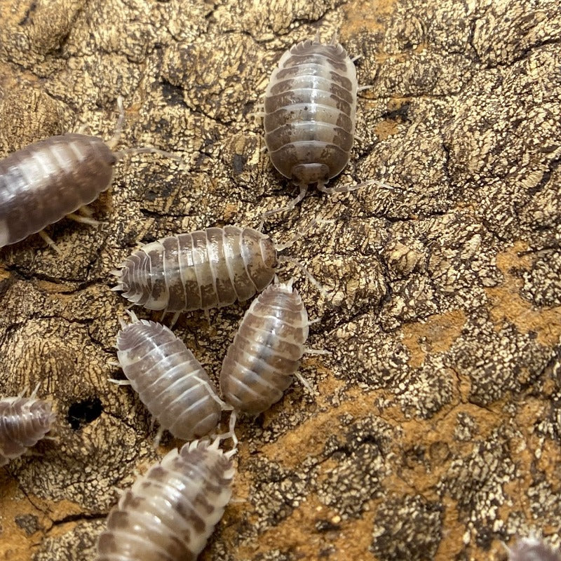 Porcellio Leavis Milkback