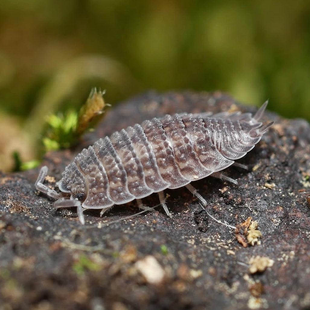 Porcellio sp. "Spiky Canare"