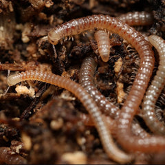 Cambala minor Millipedes