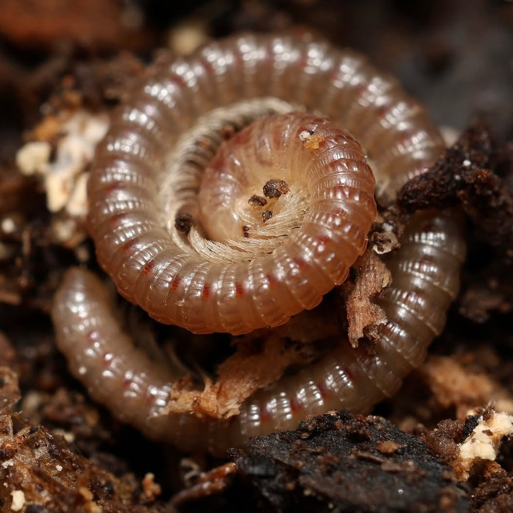 Close-up of a millipede on soil surface