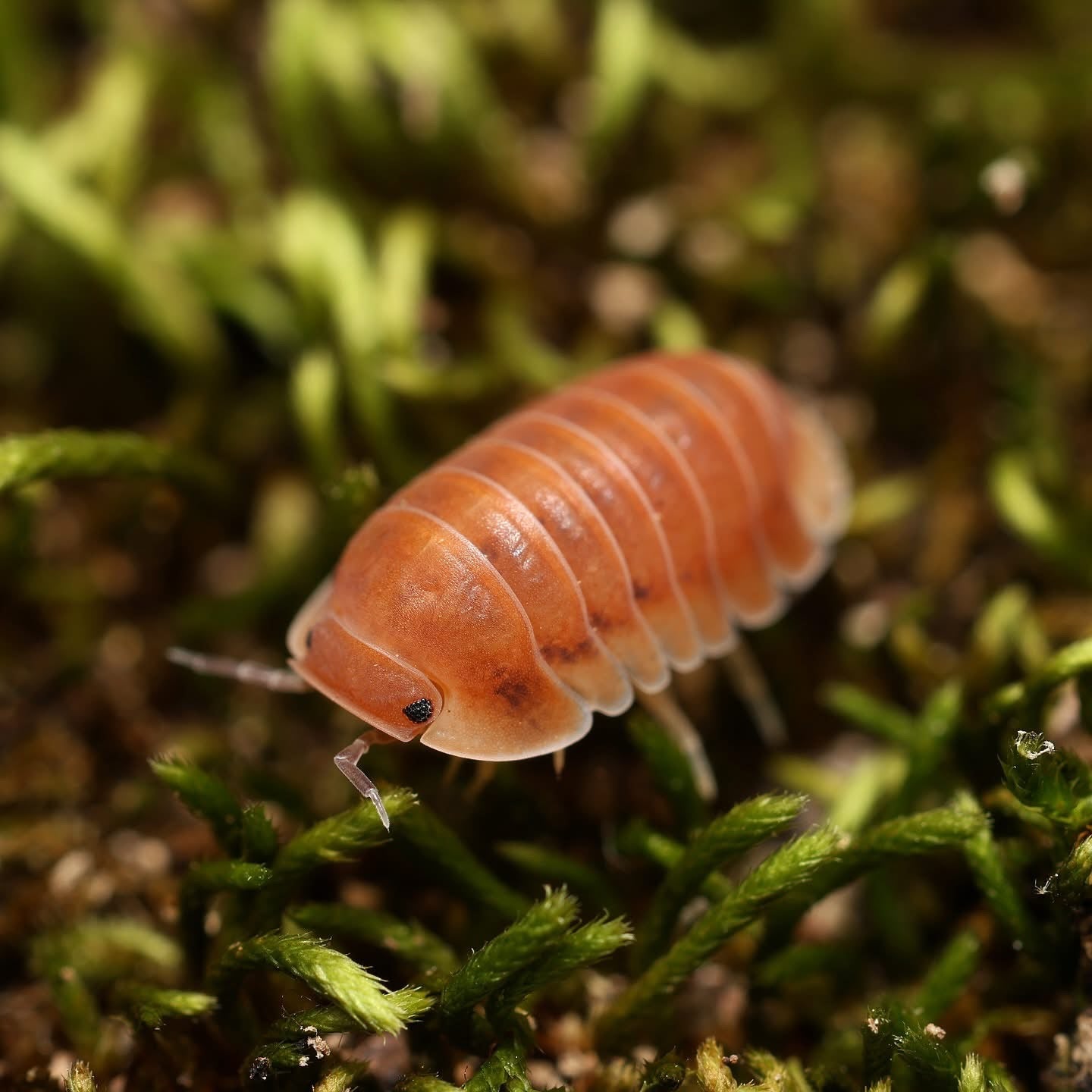 Pink slater on green moss