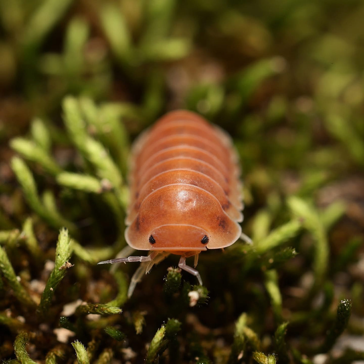 Cubaris sp. “Red Sun"