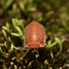 Cubaris sp. “Red Sun"