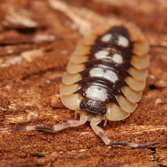 Porcellio expansus "Catalonia"