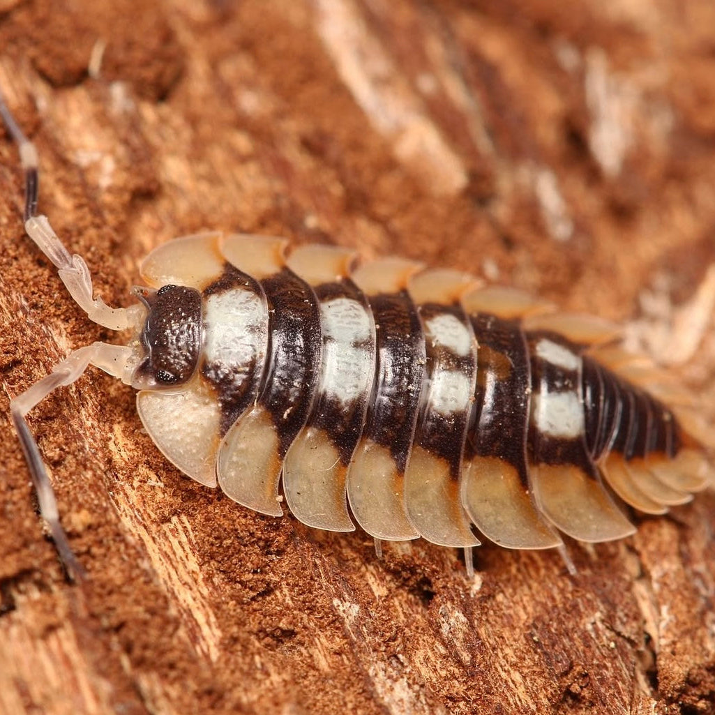 Multicolored pill bug on a wooden surface