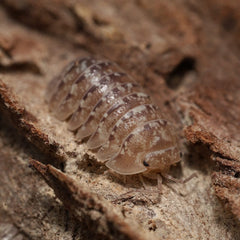 Close-up of a pill bug on a textured brown surface
