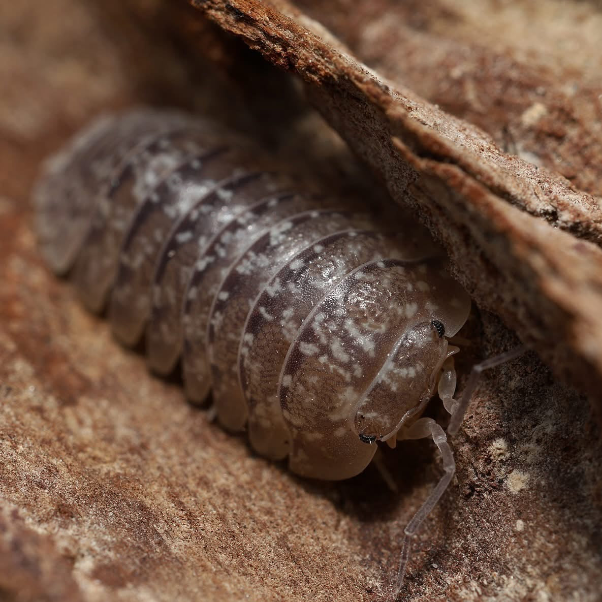 Close-up of a pill bug on a textured surface