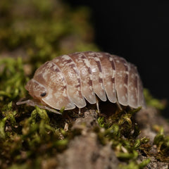Isopod on a mossy surface with a dark background