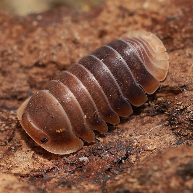 Cubaris sp. “Mercury"