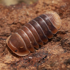 Cubaris sp. “Mercury"