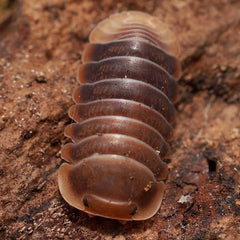 Multicolored pill bug on a textured surface