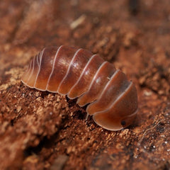 Multicolored pill bug on a brown surface
