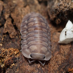 Cubaris sp. "Galaxy"