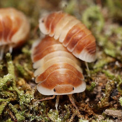Cubaris sp."Orange Cappuccino"
