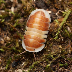 Cubaris sp."Orange Cappuccino"