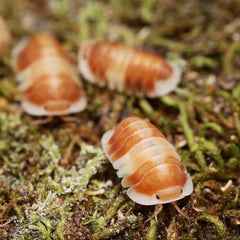 Cubaris sp."Orange Cappuccino"
