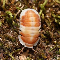 Cubaris sp."Orange Cappuccino"