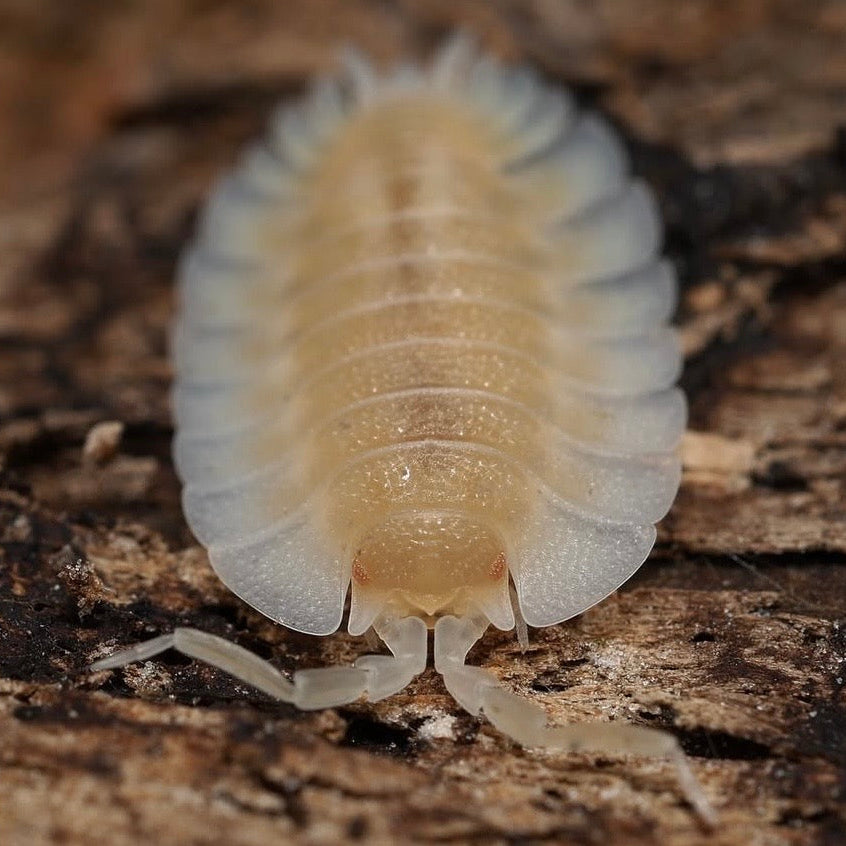 Porcellio werneri "Creamy"
