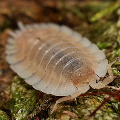 Porcellio werneri "Creamy"
