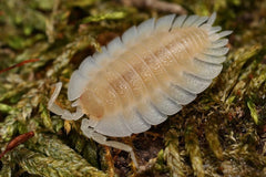 Porcellio werneri "Creamy"