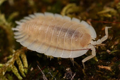 Porcellio werneri "Creamy"