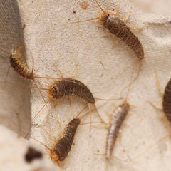 Ctenolepisma longicaudata