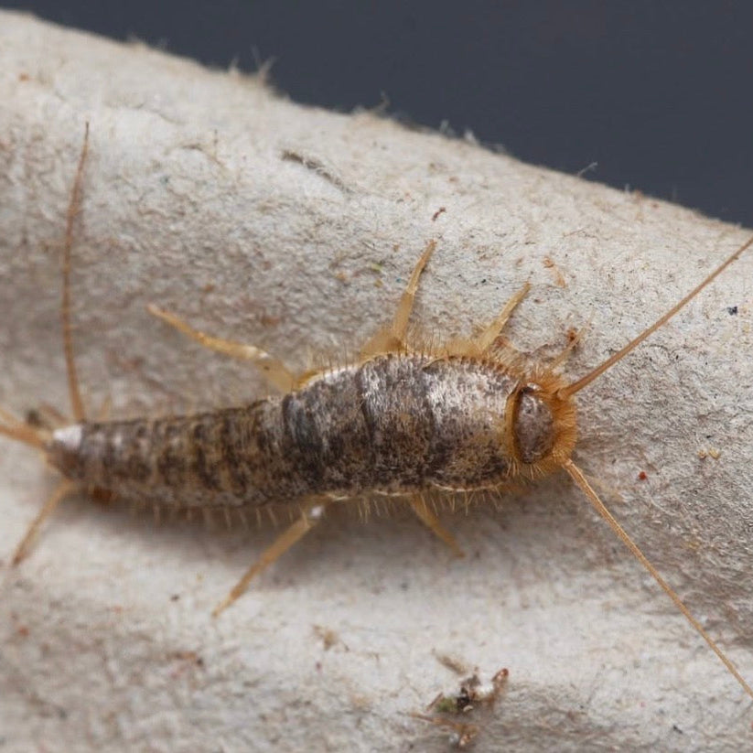 Ctenolepisma longicaudata