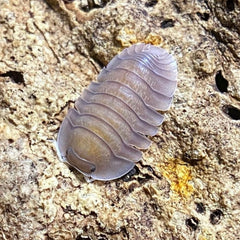Cubaris Sp. Soil Cubaris