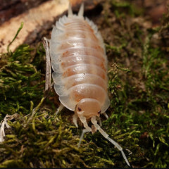 Porcellio laevis "Colby Jack"