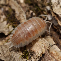 Porcellio laevis "Colby Jack"