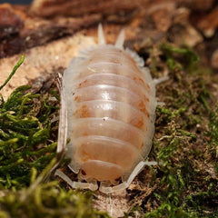 Porcellio laevis "Colby Jack"
