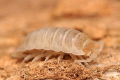 Porcellio Ornatus “Lemon Sorbet”