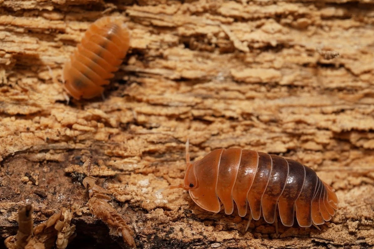 Two pill bugs on a wooden surface