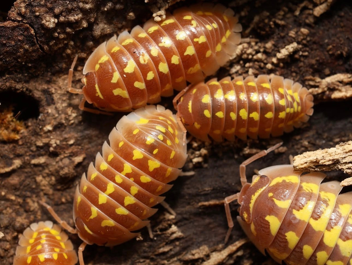 Armadillidium gestroi "Caramel"