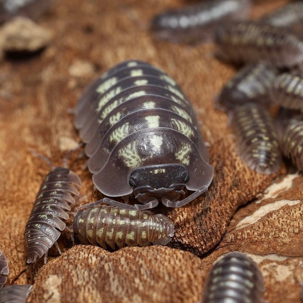Armadillidium sp. "Big Italy"