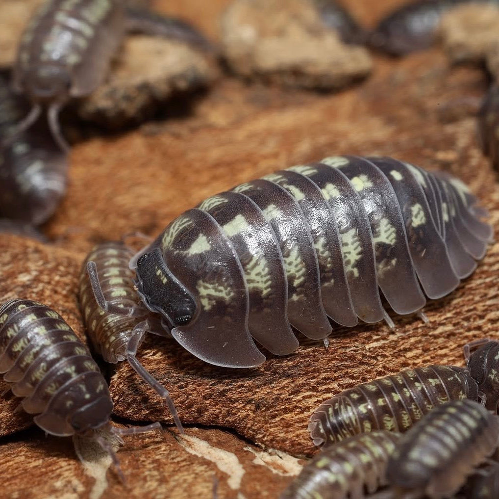 Isopods on a wooden surface