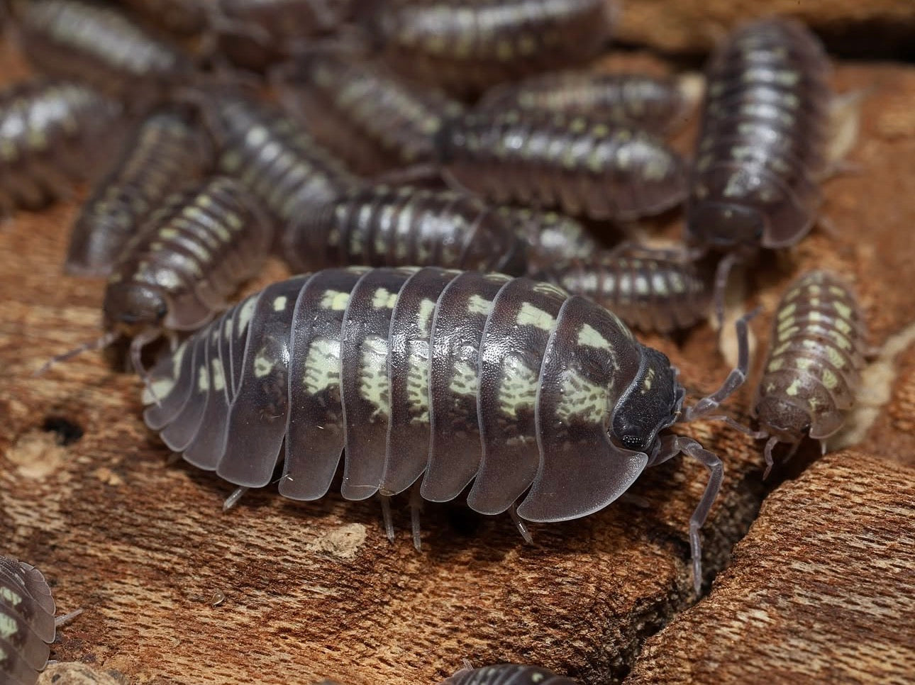 Group of pill bugs on a wooden surface