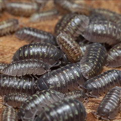 Armadillidium sp. "Big Italy"