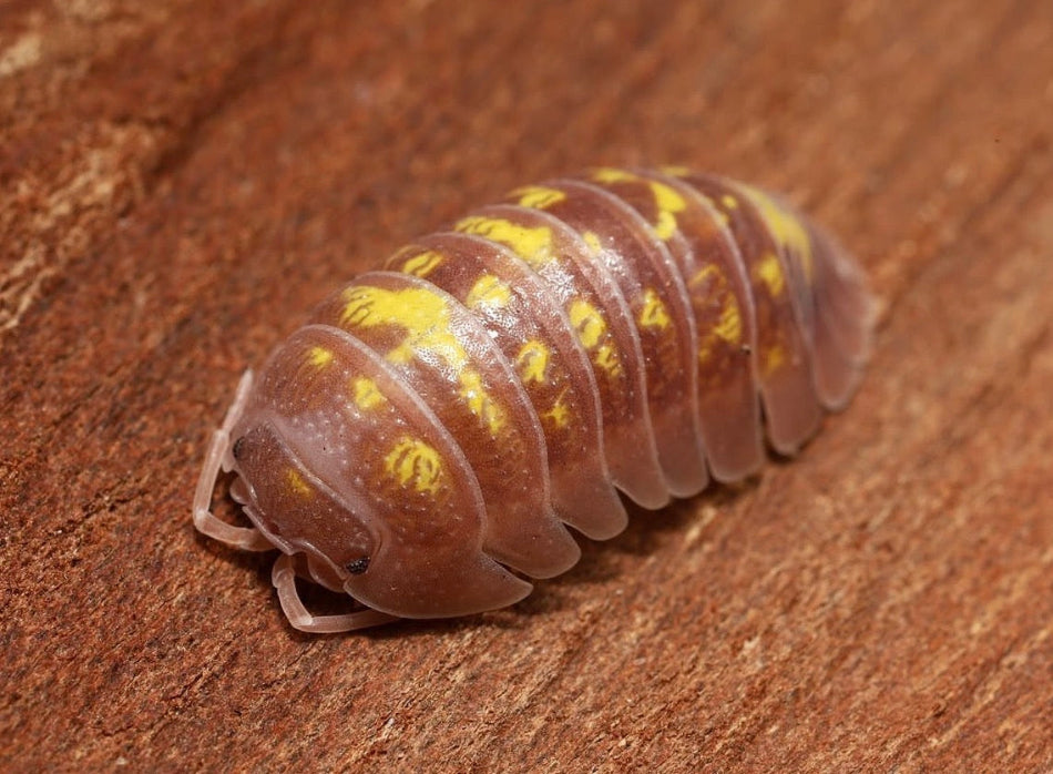 Multicolored pill bug on a wooden surface
