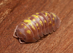Multicolored pill bug on a wooden surface