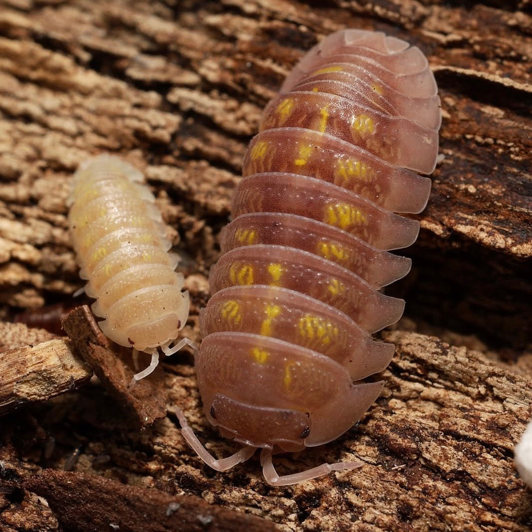 Two pill bugs on a wooden surface