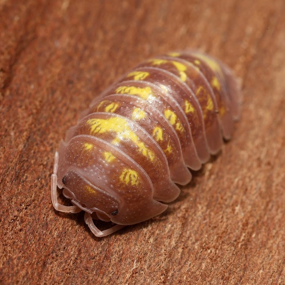Armadillidium granulatum "Pink"